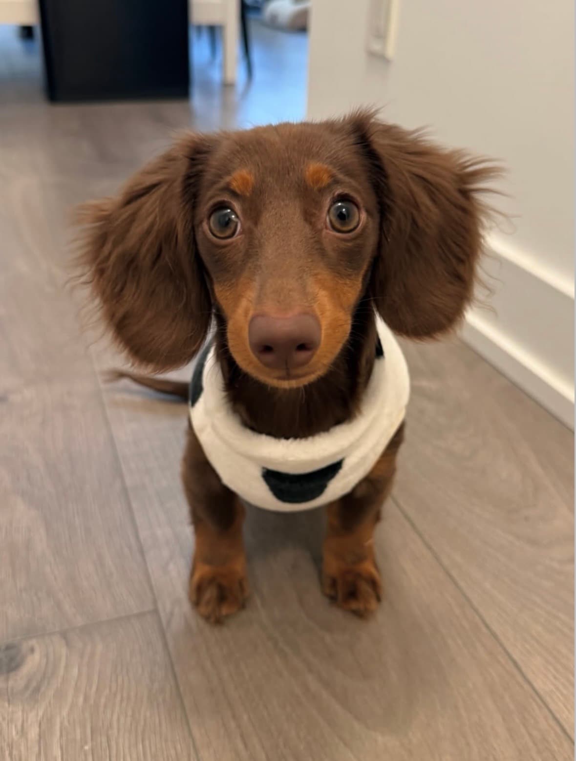Ziggy – Male Dachshund