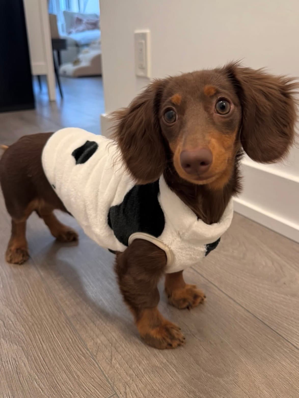 Alternative view of Ziggy – Male Dachshund