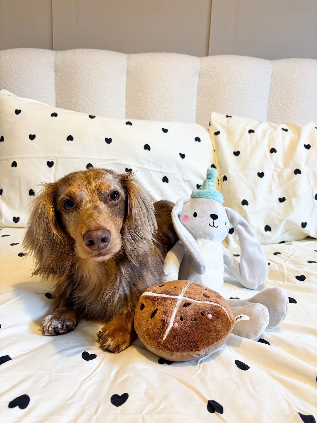 Ruby – Female Dachshund Puppy