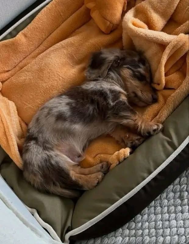 Alternative view of Nellie – Female Dachshund