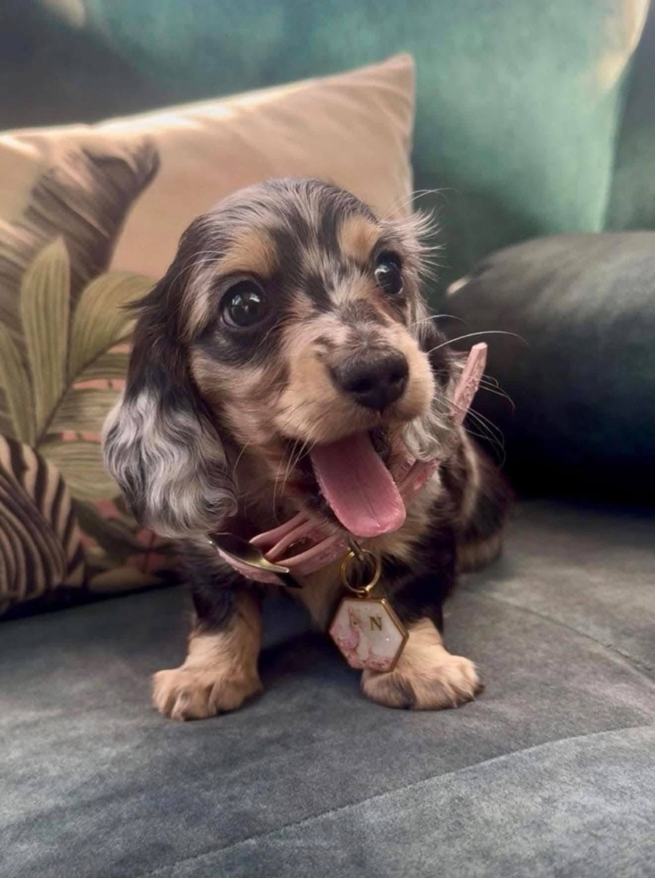 Nellie – Female Dachshund