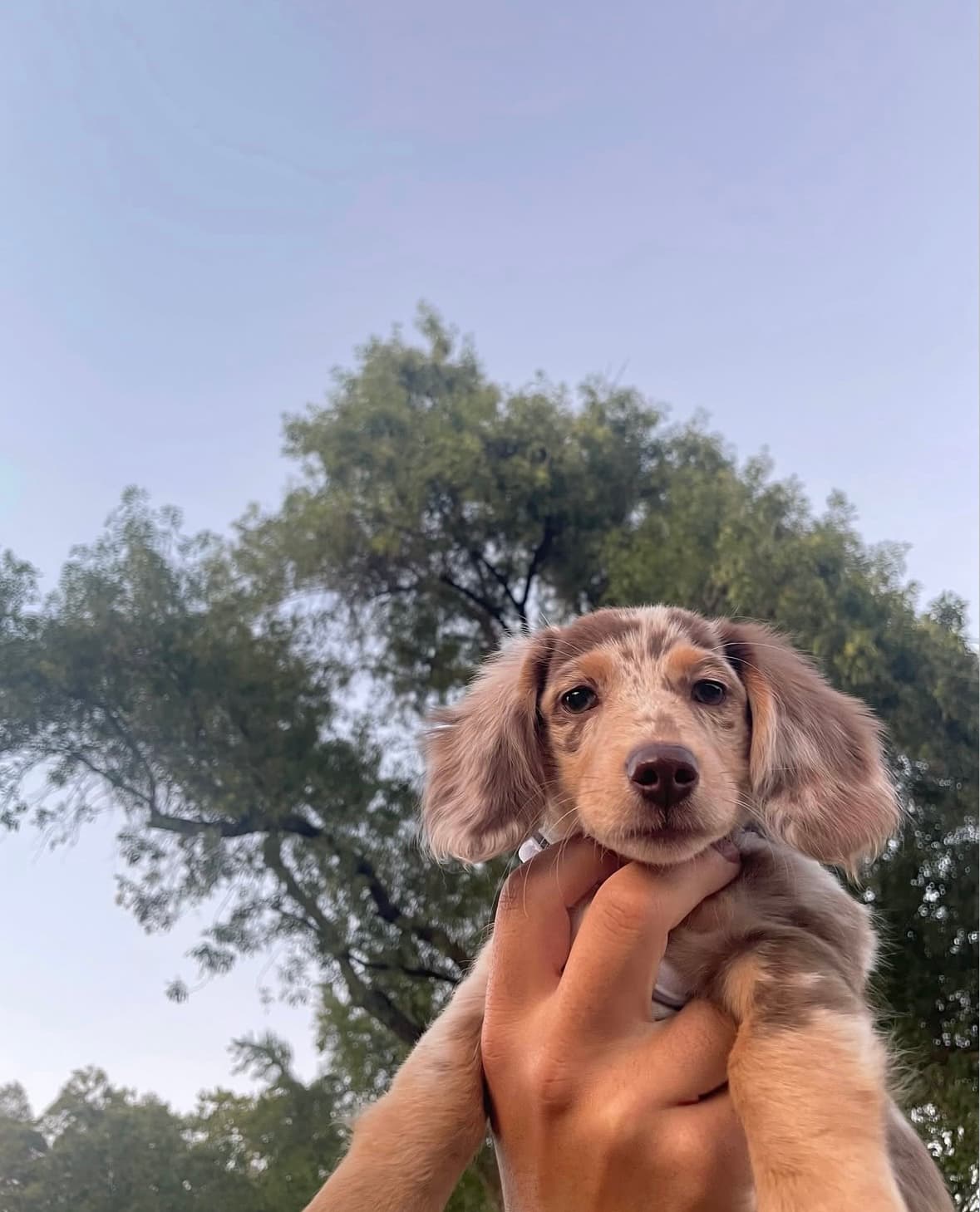 Milo – Male Dapple