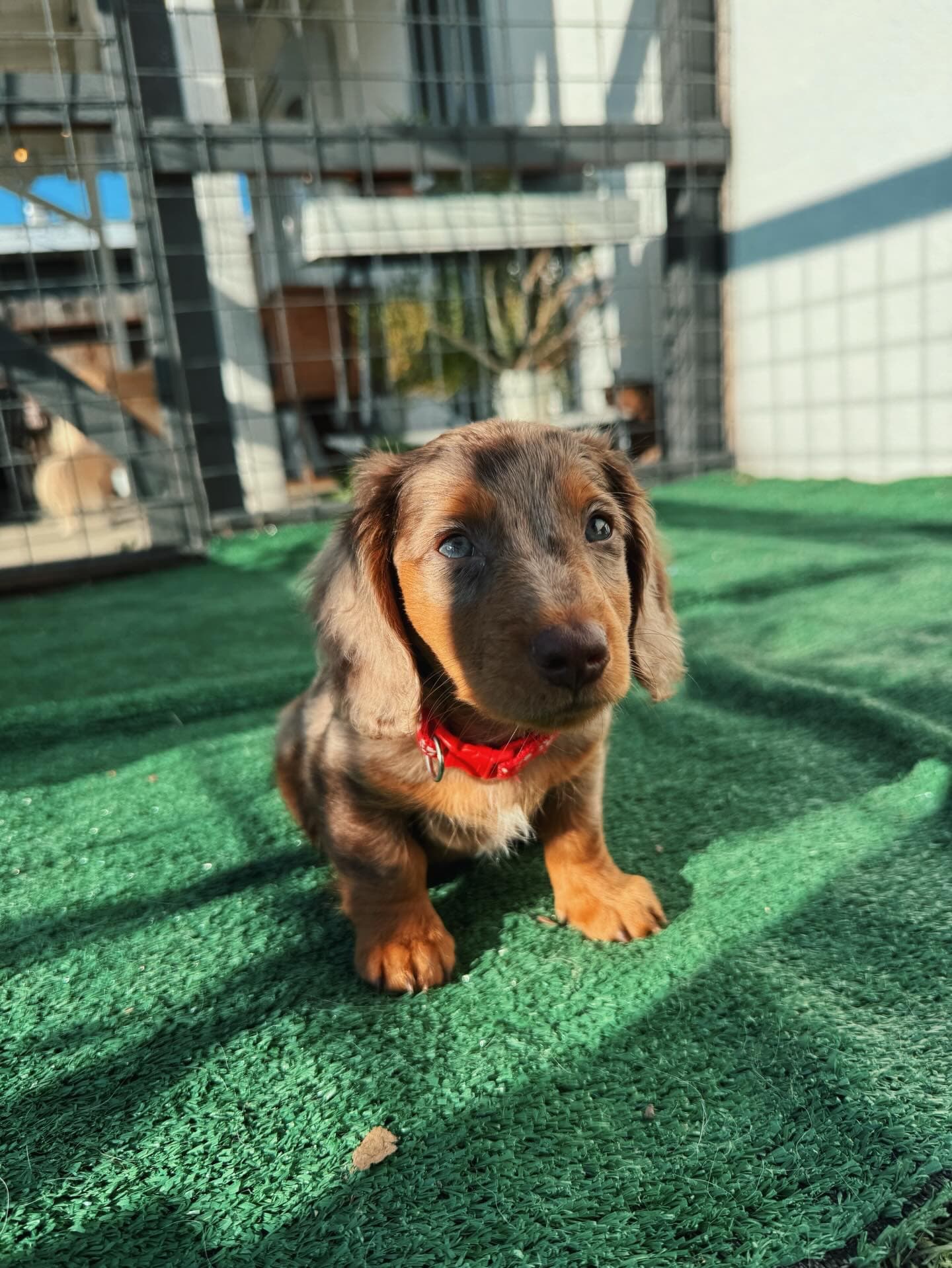 Lizzy- Female Dachshund Puppy