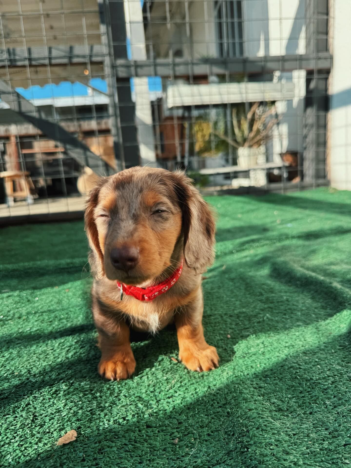 Alternative view of Lizzy- Female Dachshund Puppy