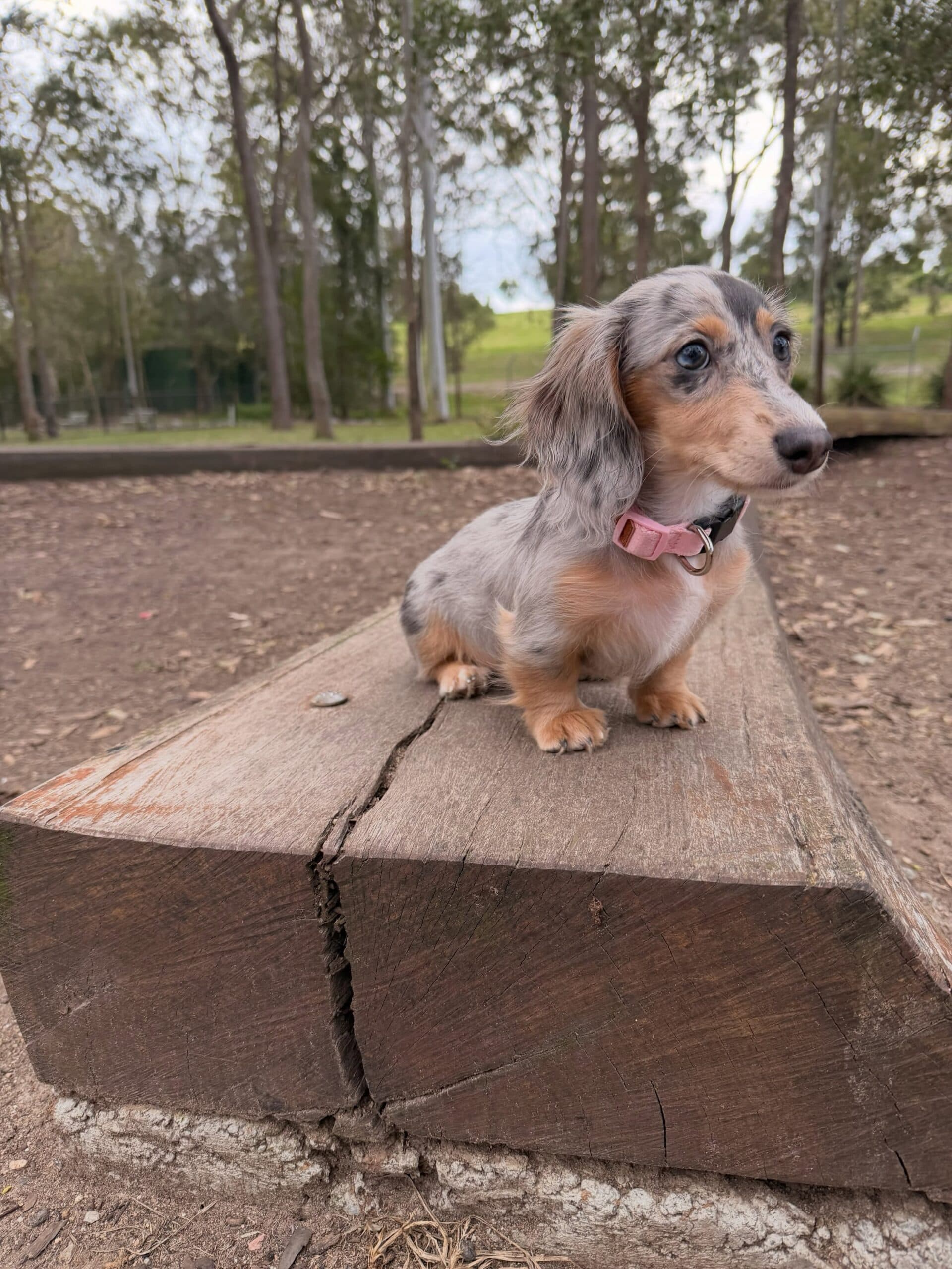 Alternative view of Frankie – Male Dachshund Puppy